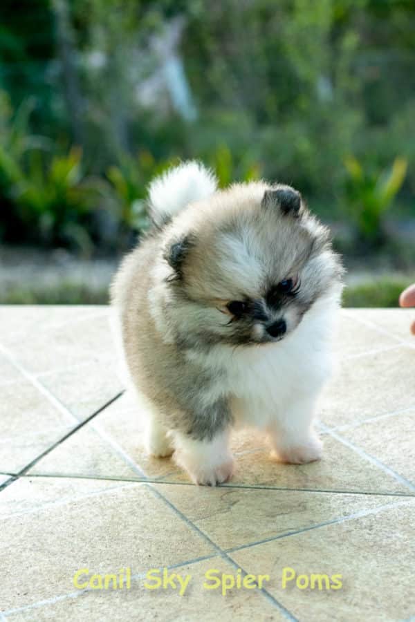 Fêmea Particolor - Lulu da Pomerânia (Spitz Alemão Anão)