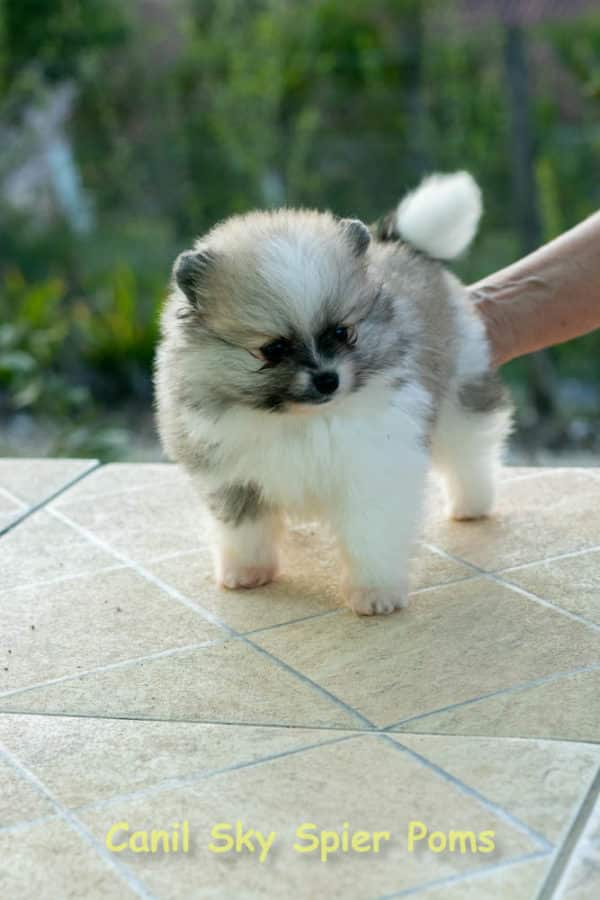 Fêmea Particolor - Lulu da Pomerânia (Spitz Alemão Anão) - Image 12