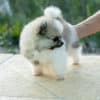 Fêmea Particolor - Lulu da Pomerânia (Spitz Alemão Anão) - Image 11