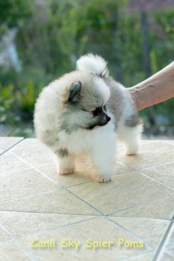 Fêmea Particolor - Lulu da Pomerânia (Spitz Alemão Anão) - Image 11