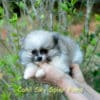 Fêmea Particolor - Lulu da Pomerânia (Spitz Alemão Anão) - Image 10