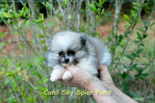 Fêmea Particolor - Lulu da Pomerânia (Spitz Alemão Anão) - Image 10