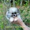 Fêmea Particolor - Lulu da Pomerânia (Spitz Alemão Anão) - Image 9