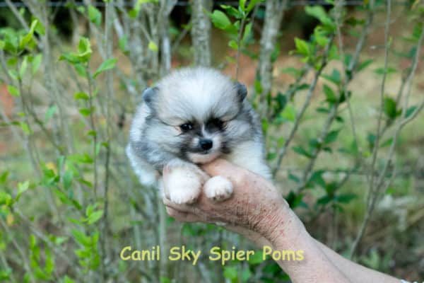 Fêmea Particolor - Lulu da Pomerânia (Spitz Alemão Anão) - Image 9