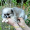 Fêmea Particolor - Lulu da Pomerânia (Spitz Alemão Anão) - Image 8
