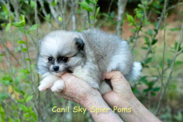 Fêmea Particolor - Lulu da Pomerânia (Spitz Alemão Anão) - Image 8