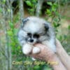 Fêmea Particolor - Lulu da Pomerânia (Spitz Alemão Anão) - Image 7