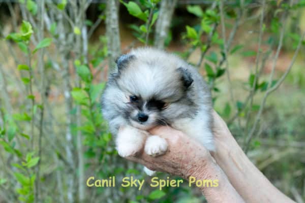 Fêmea Particolor - Lulu da Pomerânia (Spitz Alemão Anão) - Image 7