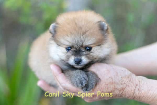 Macho Laranja - Spitz alemão anão - Image 8