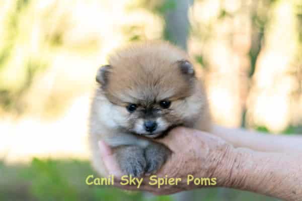 Macho Laranja - Spitz alemão anão - Image 5