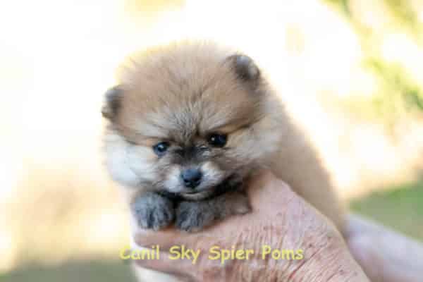 Macho Laranja - Spitz alemão anão - Image 3