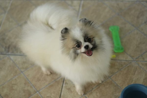 Jovem Macho Particolor - Spitz alemão Anão (Lulu da Pomerânia)
