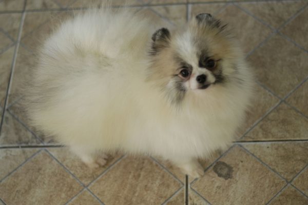 Jovem Macho Particolor - Spitz alemão Anão (Lulu da Pomerânia) - Image 3