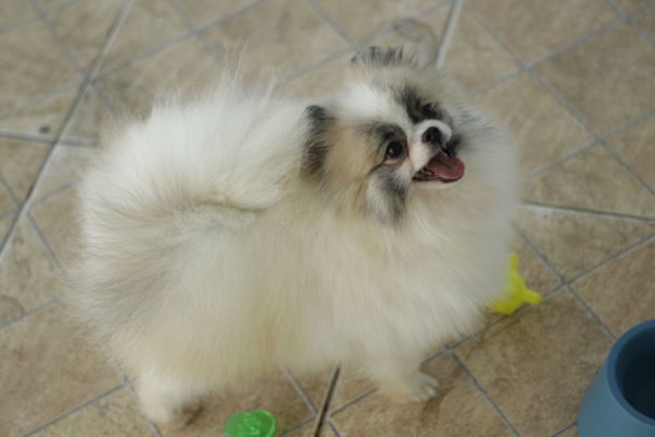 Jovem Macho Particolor - Spitz alemão Anão (Lulu da Pomerânia) - Image 2