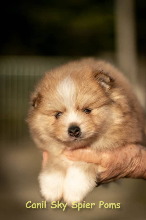 Macho Laranja - Spitz alemão - Olhos Azuis - Image 12