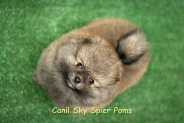Macho Laranja - Spitz alemão anão (VENDIDO) - Image 5