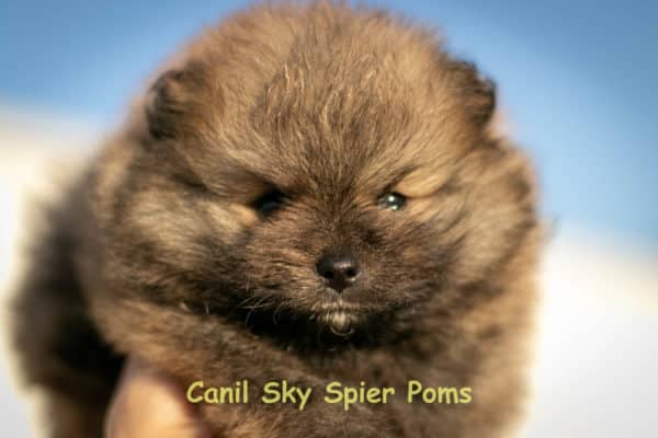 Macho Laranja - Spitz alemão anão (VENDIDO) - Image 12