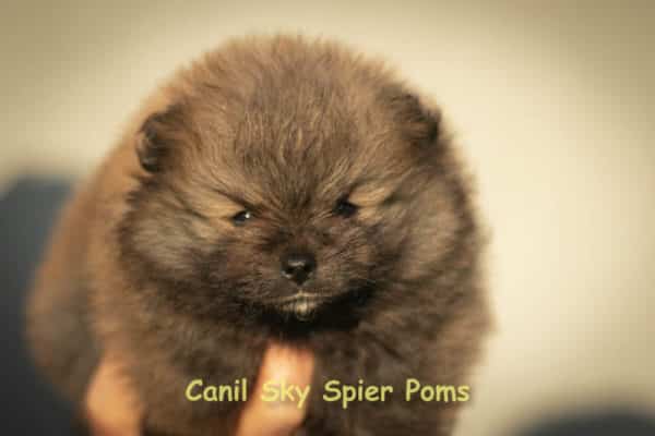 Macho Laranja - Spitz alemão anão (VENDIDO) - Image 6