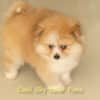 Macho Laranja - Spitz alemão - Olhos Azuis - Image 7