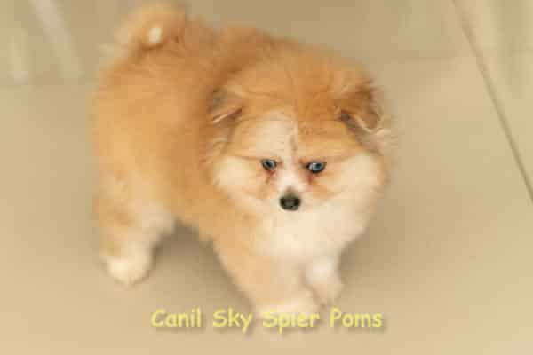 Macho Laranja - Spitz alemão - Olhos Azuis - Image 7