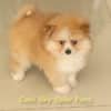 Macho Laranja - Spitz alemão - Olhos Azuis - Image 8