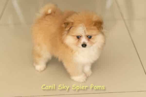 Macho Laranja - Spitz alemão - Olhos Azuis - Image 8