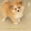 Macho Laranja - Spitz alemão - Olhos Azuis - Image 2