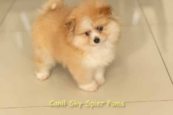 Macho Laranja - Spitz alemão - Olhos Azuis - Image 2
