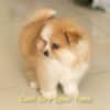 Macho Laranja - Spitz alemão - Olhos Azuis - Image 3