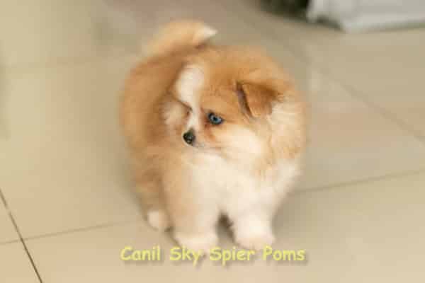 Macho Laranja - Spitz alemão - Olhos Azuis - Image 3