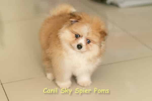 Macho Laranja - Spitz alemão - Olhos Azuis