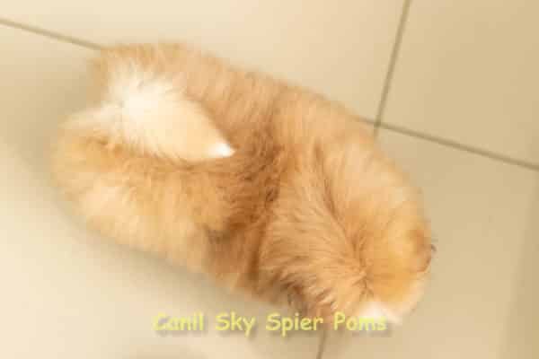Macho Laranja - Spitz alemão - Olhos Azuis - Image 5
