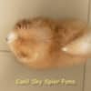 Macho Laranja - Spitz alemão - Olhos Azuis - Image 6