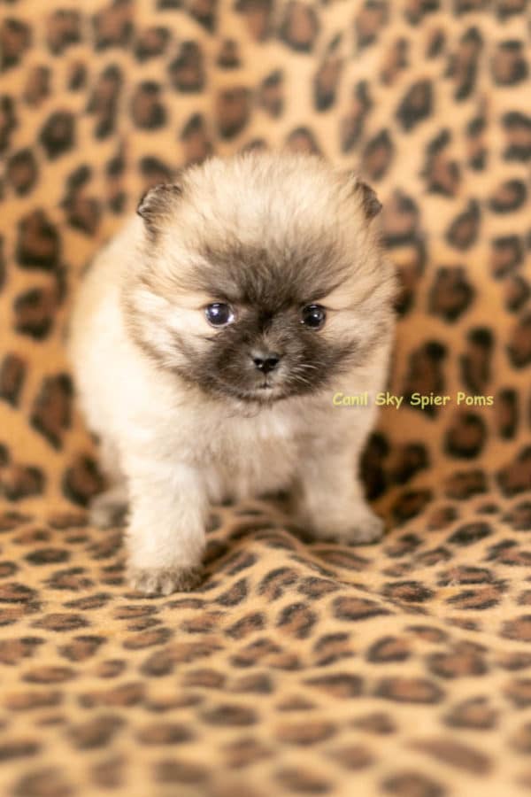 Macho Laranja Sable- Spitz alemão anão - Image 5