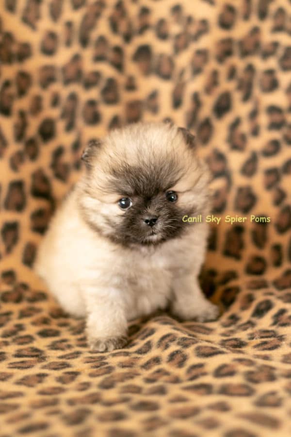 Macho Laranja Sable- Spitz alemão anão - Image 3