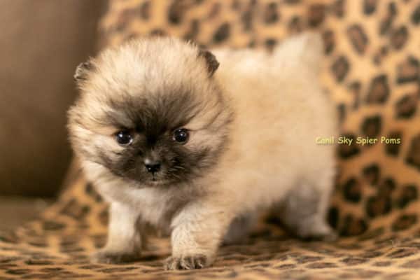Macho Laranja Sable- Spitz alemão anão