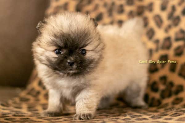 Macho Laranja Sable- Spitz alemão anão - Image 10