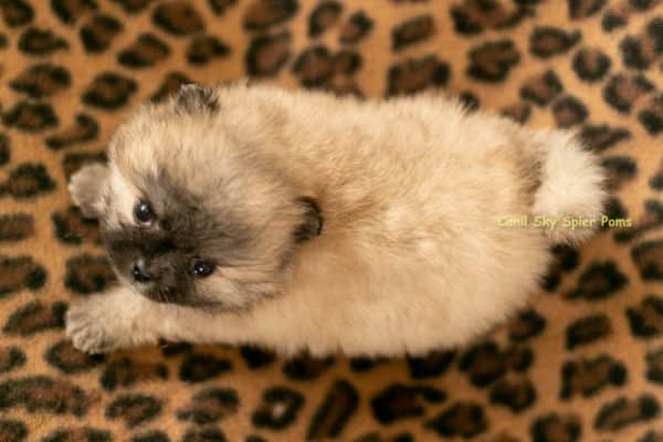 Macho Laranja Sable- Spitz alemão anão - Image 9