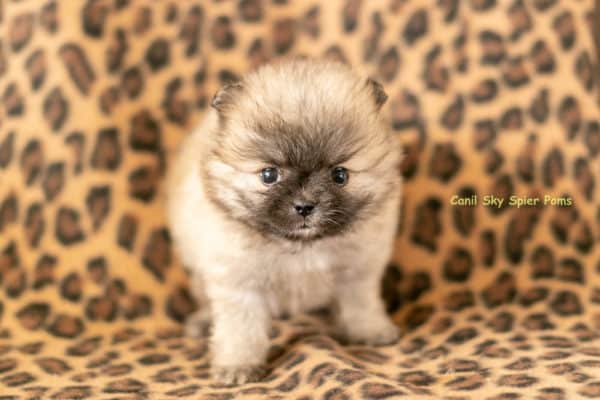 Macho Laranja Sable- Spitz alemão anão - Image 6