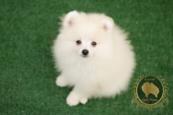 Macho Branco com nuances creme - Spitz Alemão (vendido) - Image 4