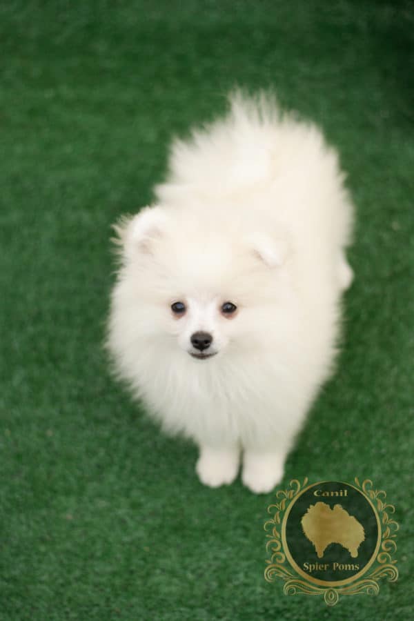 Macho Branco com nuances creme - Spitz Alemão (vendido) - Image 5