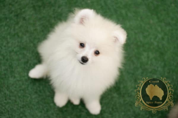 Macho Branco com nuances creme - Spitz Alemão (vendido) - Image 6