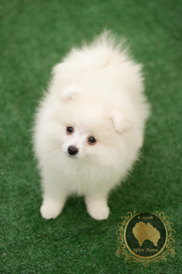 Macho Branco com nuances creme - Spitz Alemão (vendido) - Image 7