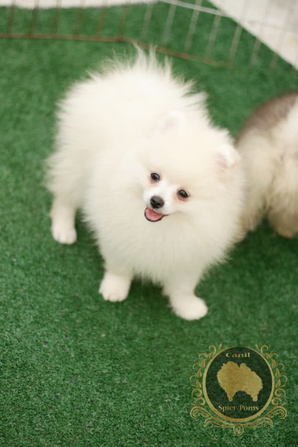 Macho Branco com nuances creme - Spitz Alemão (vendido) - Image 2