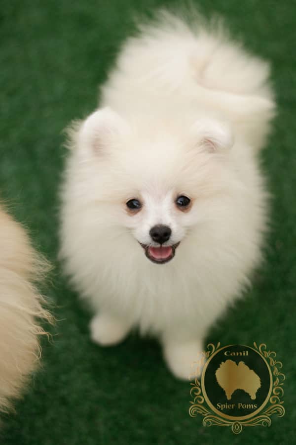 Macho Branco com nuances creme - Spitz Alemão (vendido) - Image 8