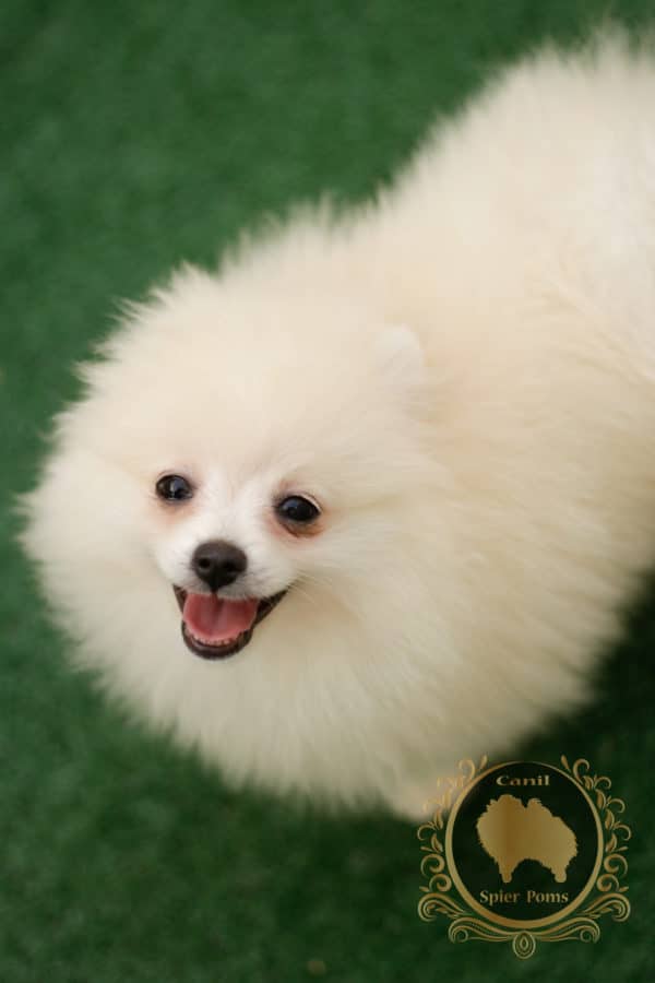 Fêmea Creme - Spitz alemão - Image 4