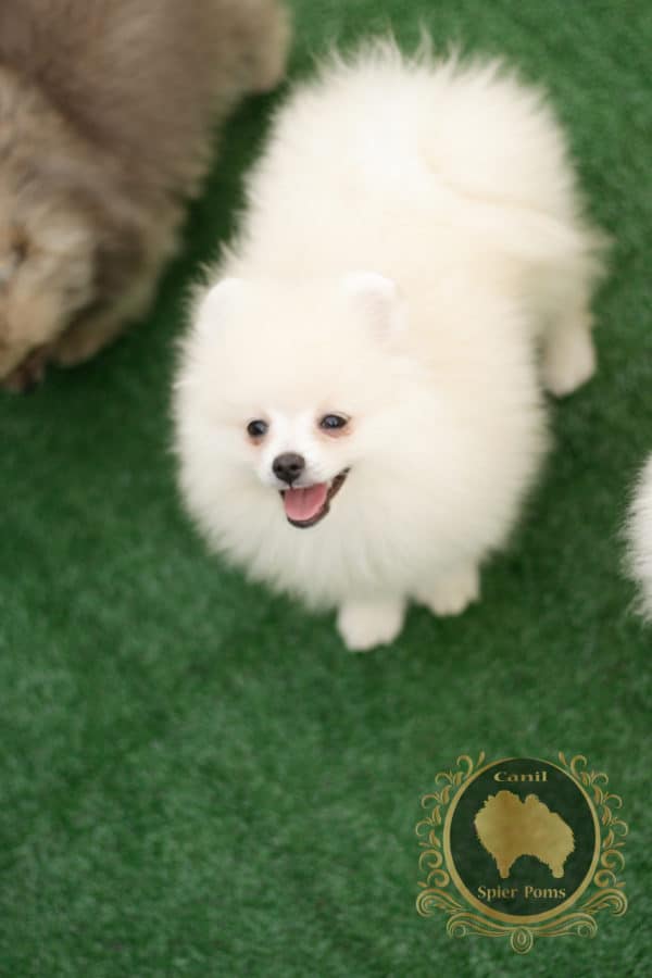 Macho Branco com nuances creme - Spitz Alemão (vendido) - Image 9