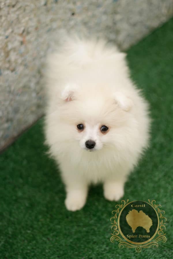Macho Branco com nuances creme - Spitz Alemão (vendido) - Image 10