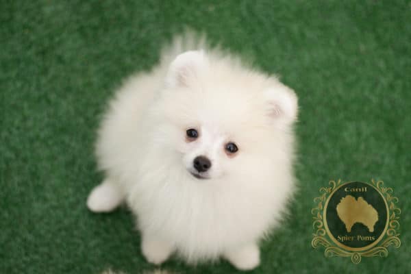 Macho Branco com nuances creme - Spitz Alemão (vendido) - Image 3