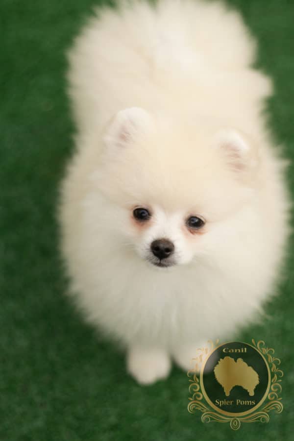 Fêmea Creme - Spitz alemão